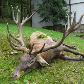 Hirsch 11,78kg, Bulgarien