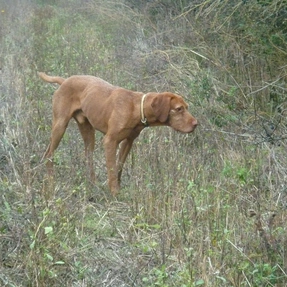 der Hund steht vor, Buschierjagd, Ungarn
