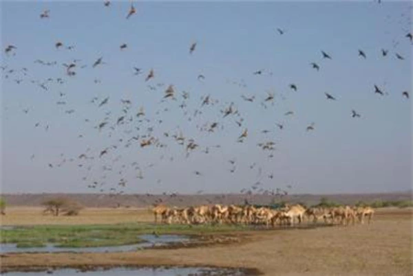 Taubenjagd in Kenia