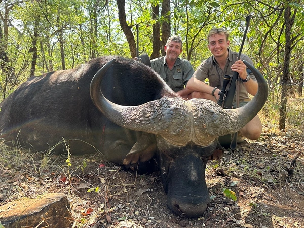 starker Büffel Limpopo Safaris