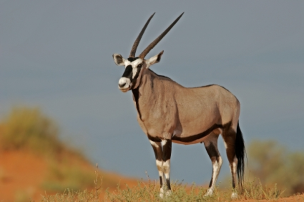 Oryx-Antilope aus Namibia