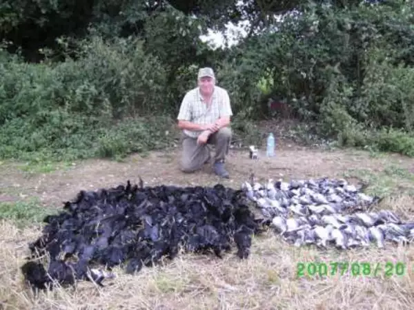 Jagd auf Tauben und Krähen