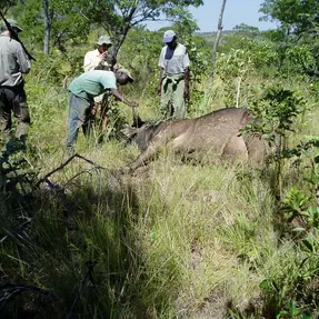 Mannschaft am Büffel, Doma, Simbabwe