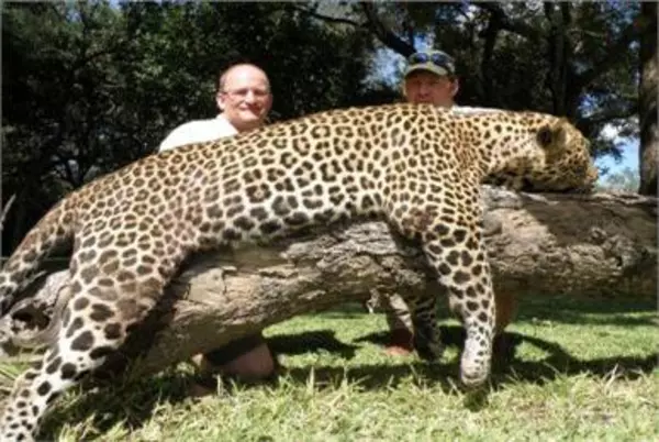 Leopard Roger Whittall Safaris