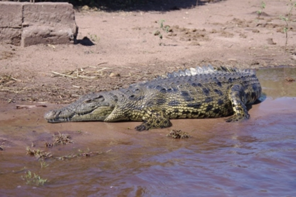Krokodil Sambia