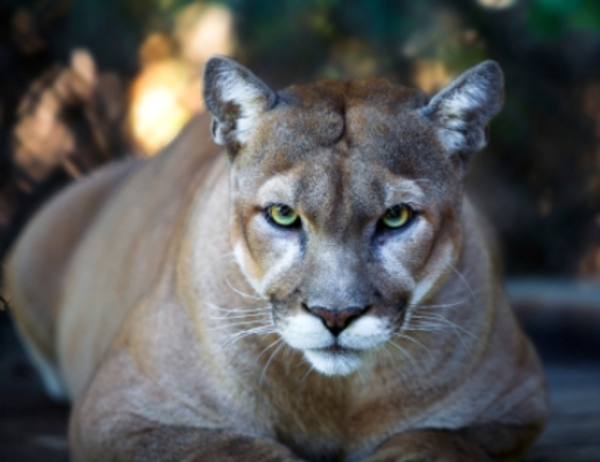 Jagd auf Puma in Argentinien