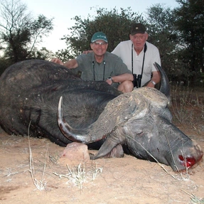 Büffel, RWS Safaris, Simbabwe