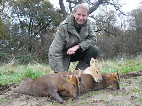 Jagd auf Muntjak in England