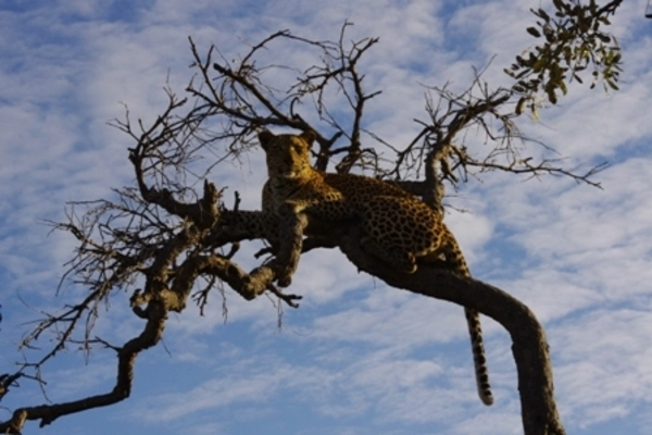 Leopardenjagd