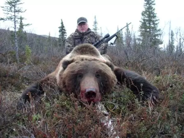 Grizzly aus der Alaskarange