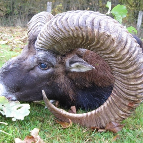 starker Muffel, 80 cm, Ungarn