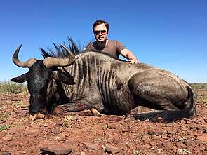 Blue Wildebeest jagen Namibia