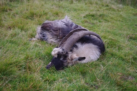 wild goat Schottland