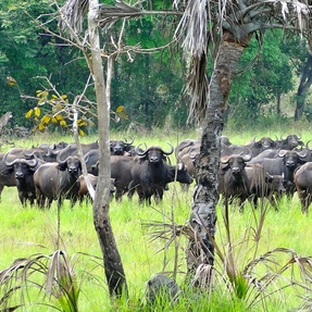 Büffel, Coutada 10, Mosambik