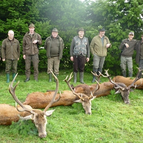 Gruppenbild mit Hirschen, Zmigrod, Polen