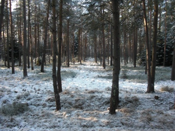 Drückjagd im Winterwald