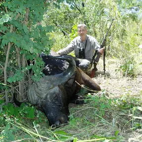 2. Büffel, Doma, Simbabwe