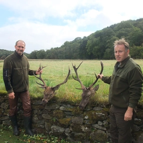 zwei Hirsche aus Cowal, Schottland