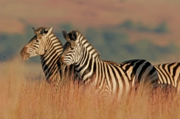 Jagd auf Zebras in Namibia 