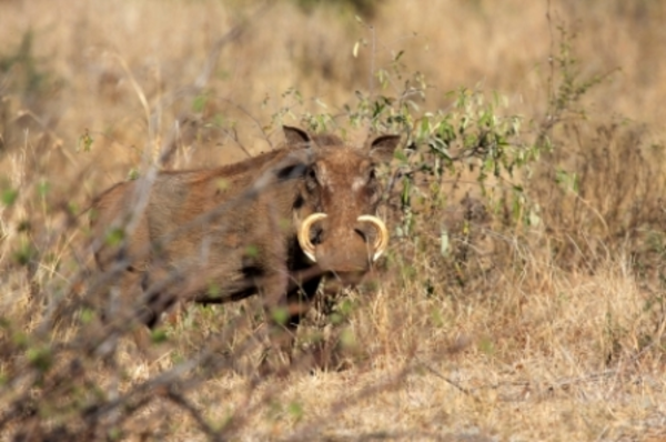 Warzenkeiler in Namibia Jagen