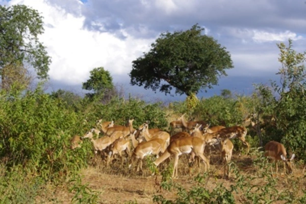 Jagd auf Impala