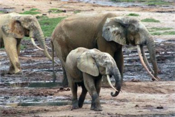 Elefanten Kamerun