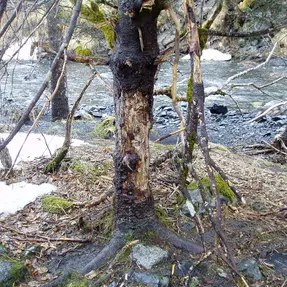 Mahlbaum für Bären, Kodiak, Alaska